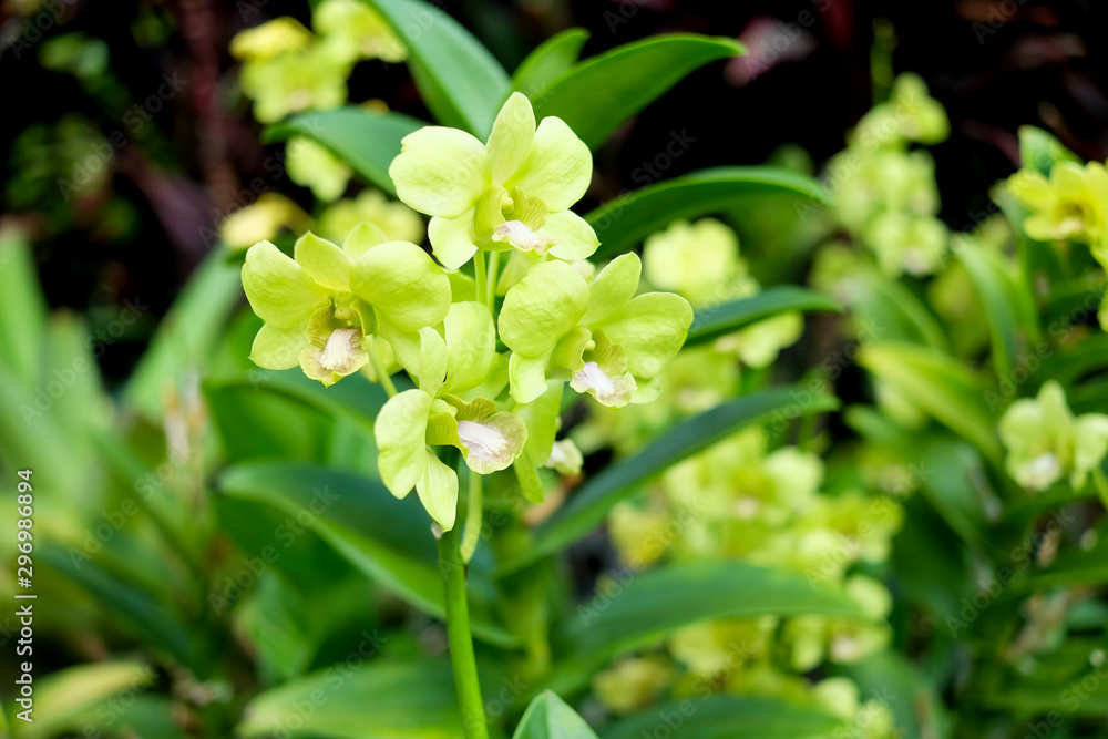 Close up orchid flowers bouquet with green leaves Close up orchid flowers bouquet with green leaves