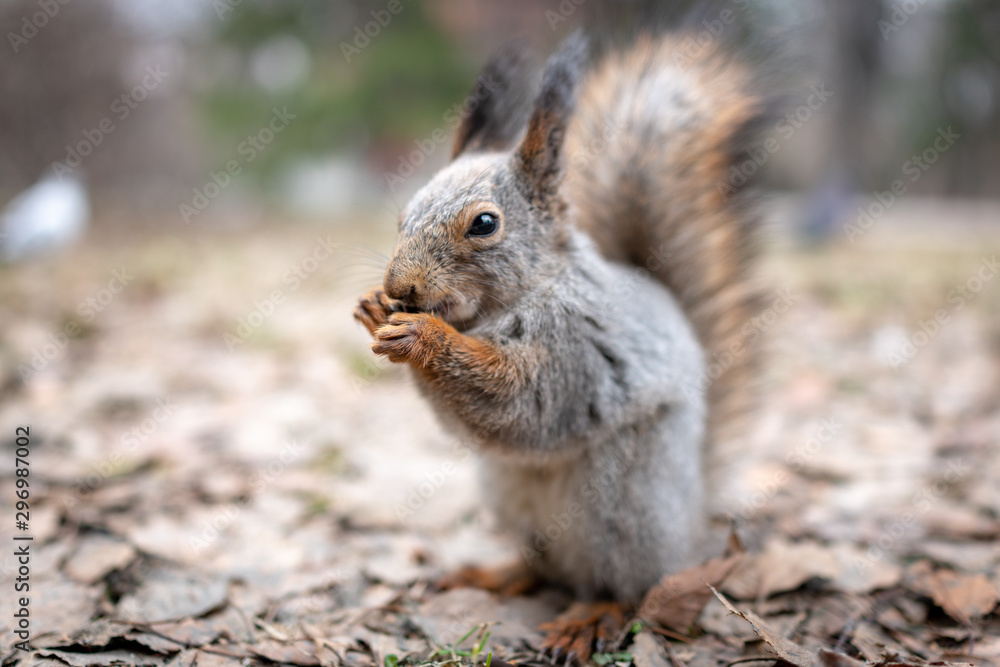 Squirrel eats nuts on fallen leaves in autumn. Squirrel eats nuts on fallen leaves in autumn.