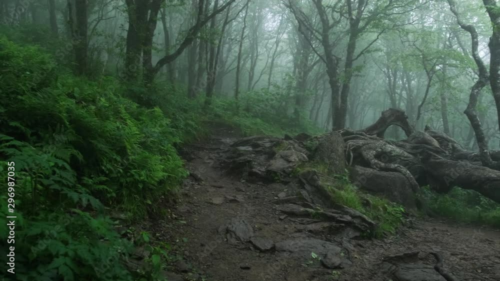 Hiking through a dark, dense forest tunnel on a misty foggy morning at Craggy Gardens in Asheville, North Carolina Hiking through a dark, dense forest tunnel on a misty foggy morning at Craggy Gardens in Asheville, North Carolina