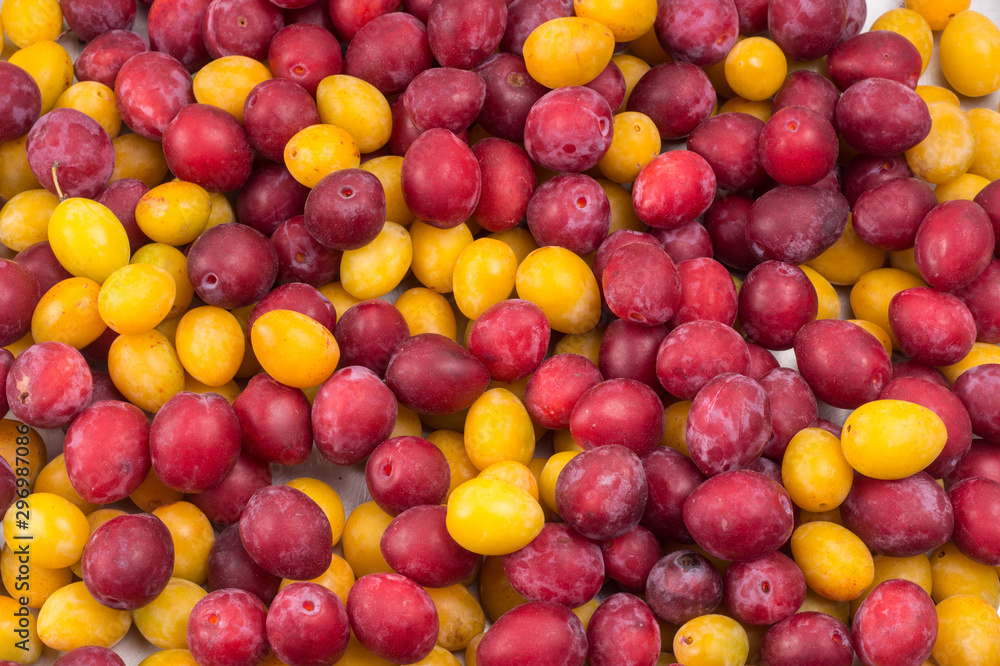 background of beautiful home plums. Organic red and yellow plums. background of beautiful home plums. Organic red and yellow plums.