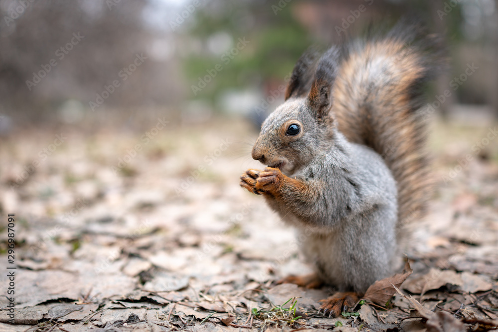 Squirrel eats nuts on fallen leaves in autumn. Squirrel eats nuts on fallen leaves in autumn.