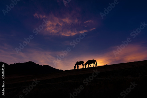 Horses grazing in the mountain during a beautiful sunset with birds on their backs