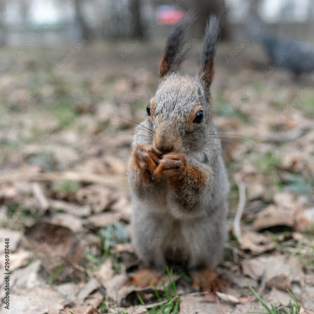 Fototapeta premium Squirrel eats nuts on fallen leaves in autumn.