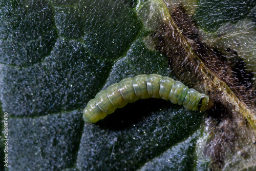 Foto Larva de tuta sobre hoja de tomate, fuera de la galería