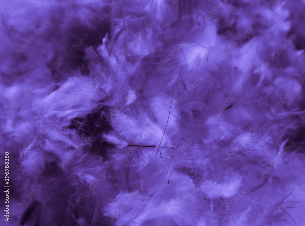 Beautiful abstract blue pink feathers on darkness background and colorful purple feather texture pattern