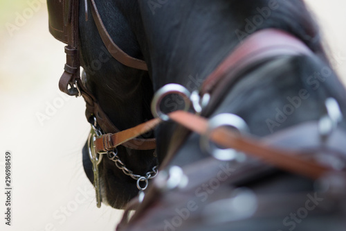 The head of a team horse in the bridle. Portrait closeup © Svetlana