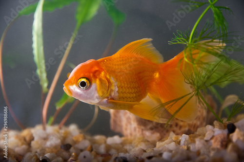 Goldfish in aquarium