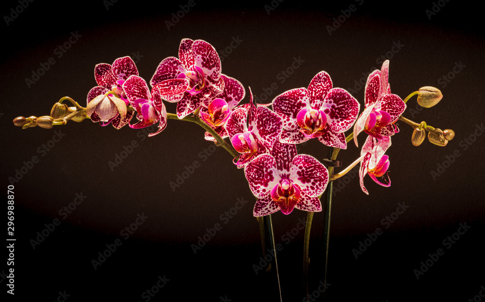 Falenopsis,  ćmówka, Phalaenopsis multiflora roślina z rodziny storczykowatych, orchidea, storczyk - obrazy, fototapety, plakaty 