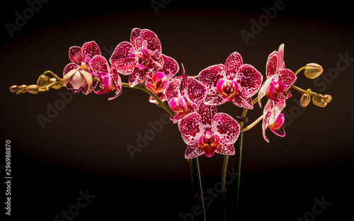 Falenopsis, ćmówka, Phalaenopsis multiflora roślina z rodziny storczykowatych, orchidea, storczyk © Dreamnordno
