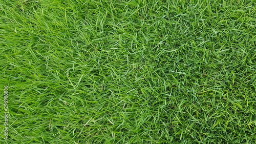 Green colour grass texture or background