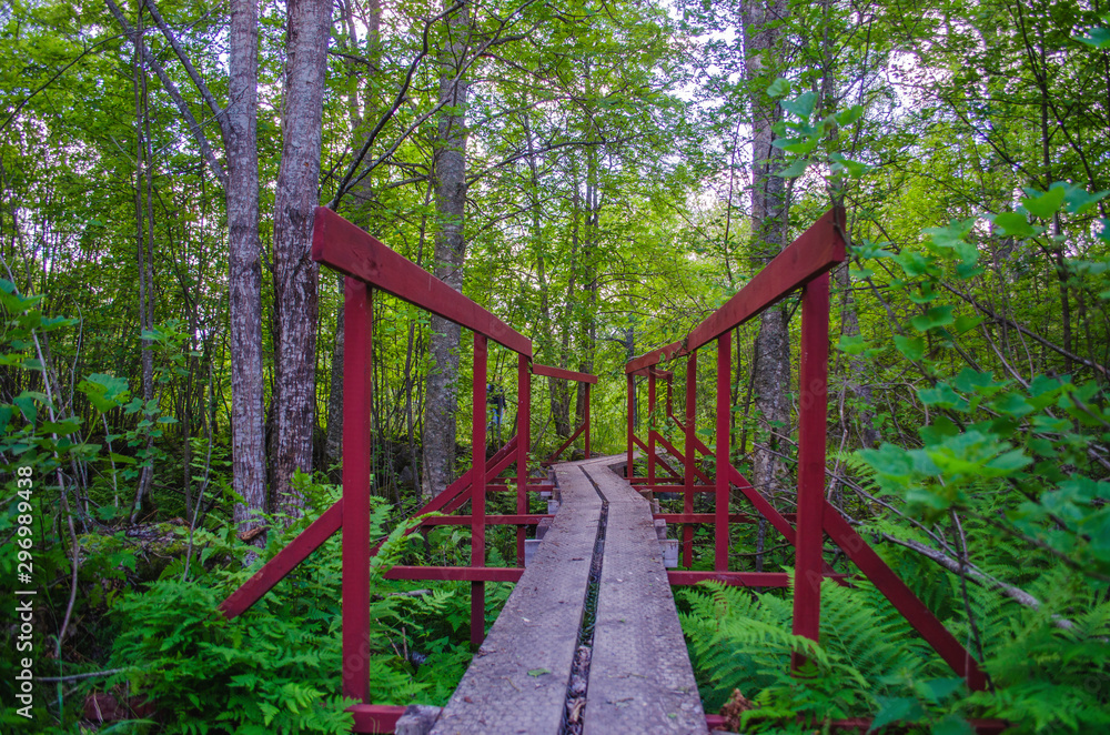 Wooden pathway above the tunnel in a tourist forest during the hiking in northern europe for outdoor activity Wooden pathway above the tunnel in a tourist forest during the hiking in northern europe for outdoor activity