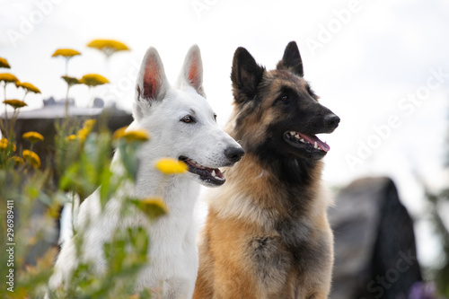 Young white swiss shepherd and tervuren posing in summer outdoors