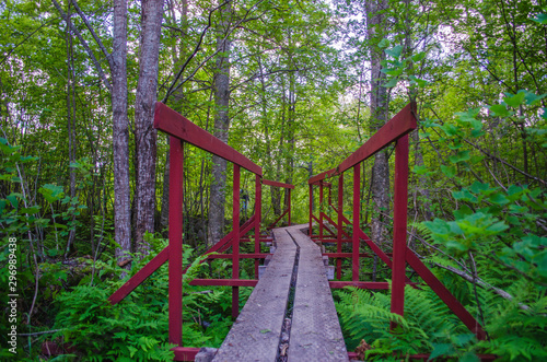 Wooden pathway above the tunnel in a tourist forest during the hiking in northern europe for outdoor activity