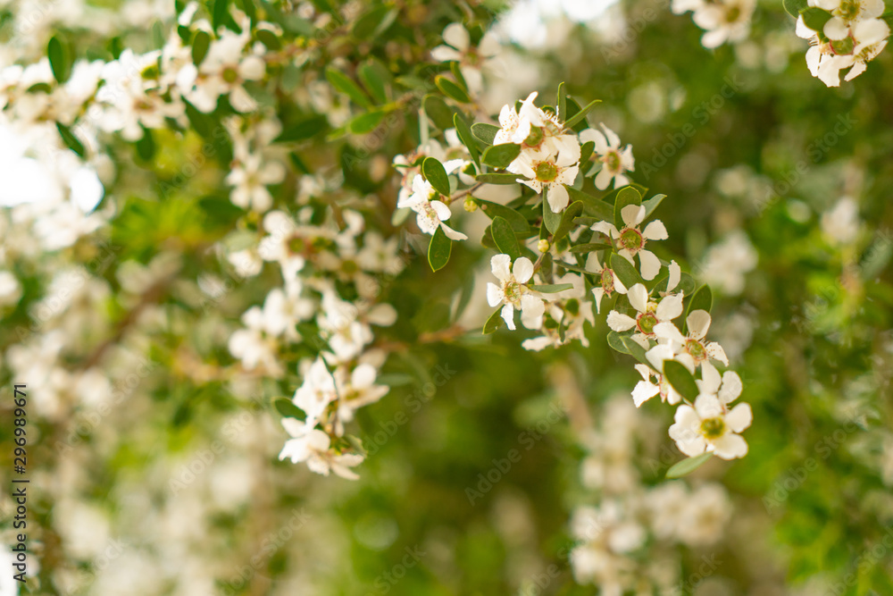 white flowers of a tree in spring white flowers of a tree in spring