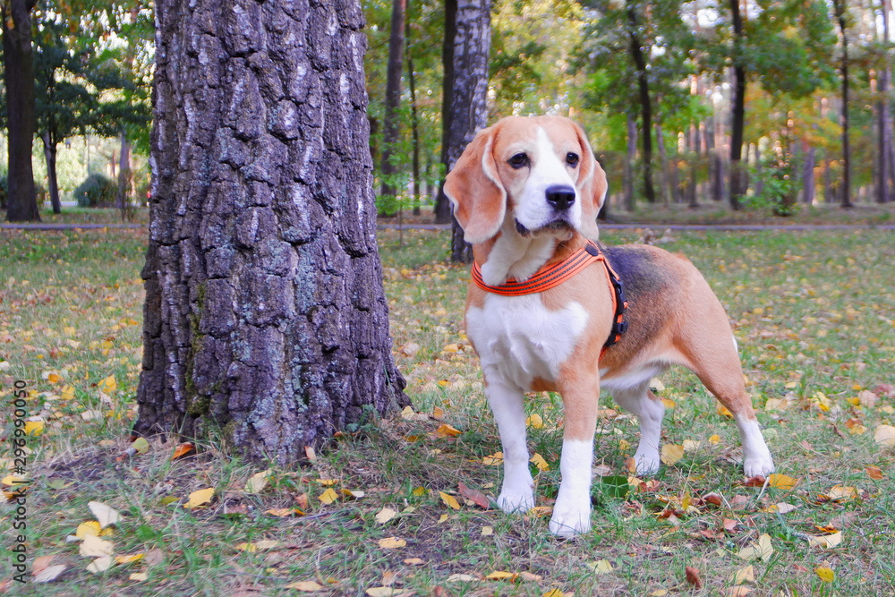 Beagle dog walks in the autumn park.