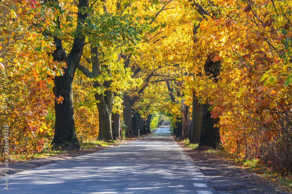 forest road among colorful autumn trees