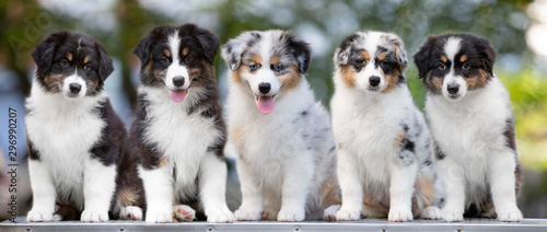 group of puppies australian shepherd dog posing in summer on a table