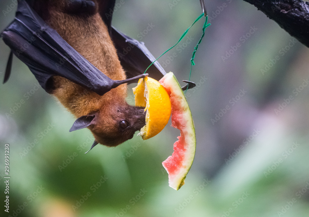 Fruit bat also known as flying fox hanging upside and down eating juicy
