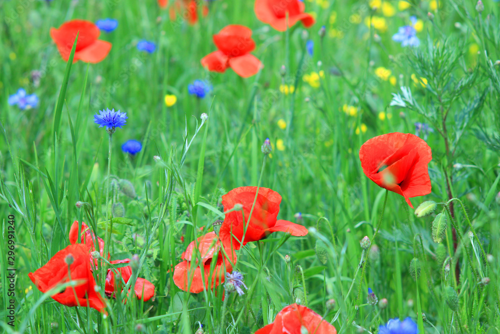 Obraz premium Flowers Red poppies and blue cornflowers blossom on wild field.