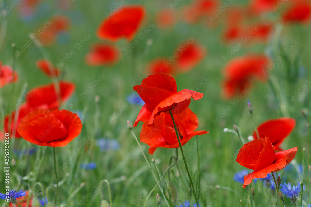 Flowers Red poppies and blue cornflowers blossom on wild field. Flowers Red poppies and blue cornflowers blossom on wild field.