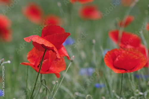 Flowers Red poppies and blue cornflowers blossom on wild field.