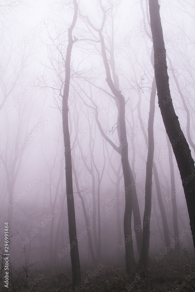 fog in the forest fog in the forest