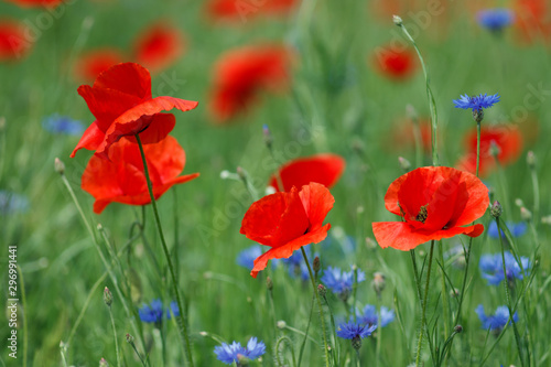 Flowers Red poppies and blue cornflowers blossom on wild field.