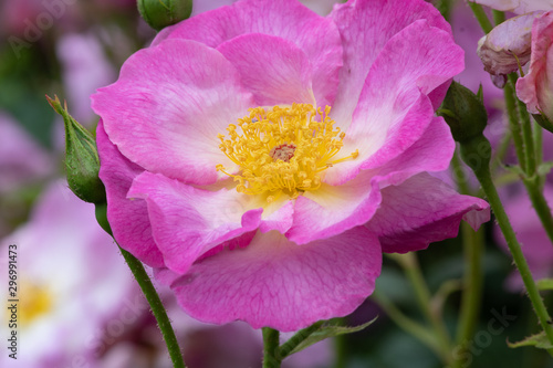 Close up of a pink rosa escapade flower in bloom photo