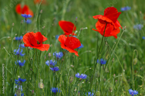 Flowers Red poppies and blue cornflowers blossom on wild field.