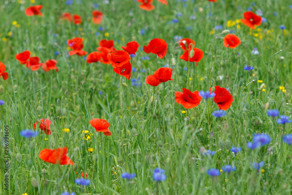 Flowers Red poppies and blue cornflowers blossom on wild field.