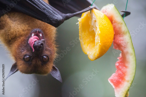Closeup portrait of male fruit bat also known as flying fox hanging upside and down eating juicy orange and watermelon