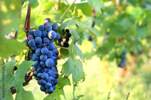 Wallpaper Mural Black grape hanging on the branch in the summer day. Harvest time. Wine production. Torontodigital.ca