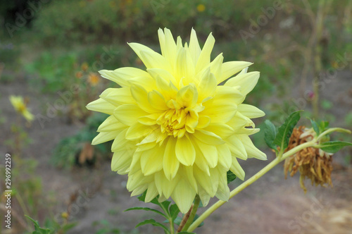 yellow gergin flower on a background of greenery of the garden photo