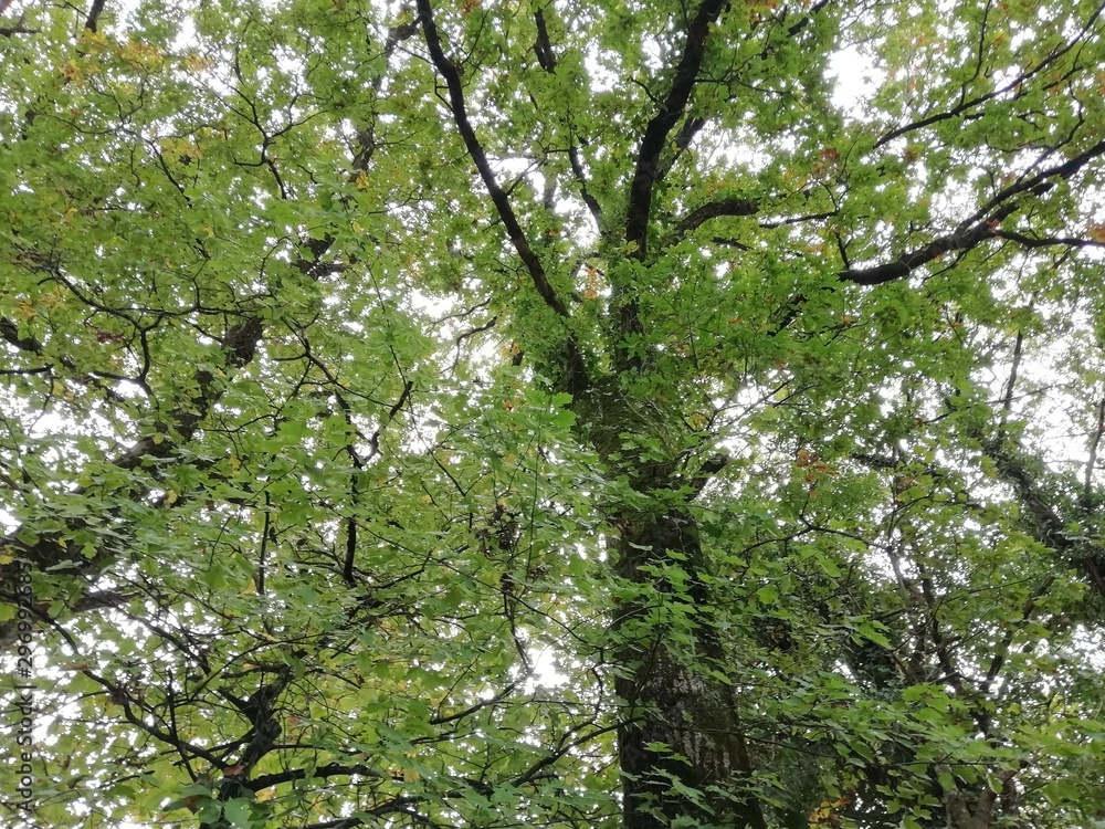 cimes de chênes verts en automne en campagne