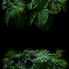 Tropical leaves foliage rainforest plants bush floral arrangement nature frame backdrop on black background.