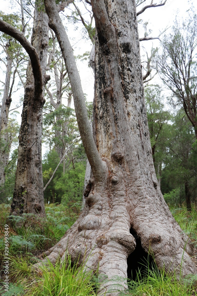 The Southern Forests with tall old giant eucalyptus trees, Western Australia The Southern Forests with tall old giant eucalyptus trees, Western Australia