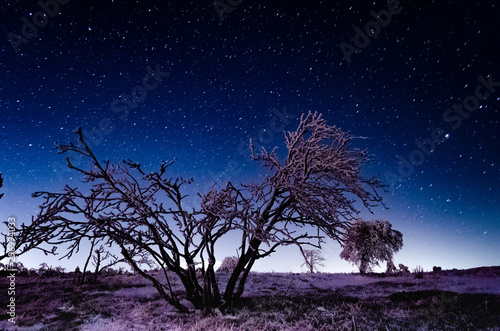 Ein Baum mit schnee am Untergrung und dazu noch Sterne im Hintergrund 