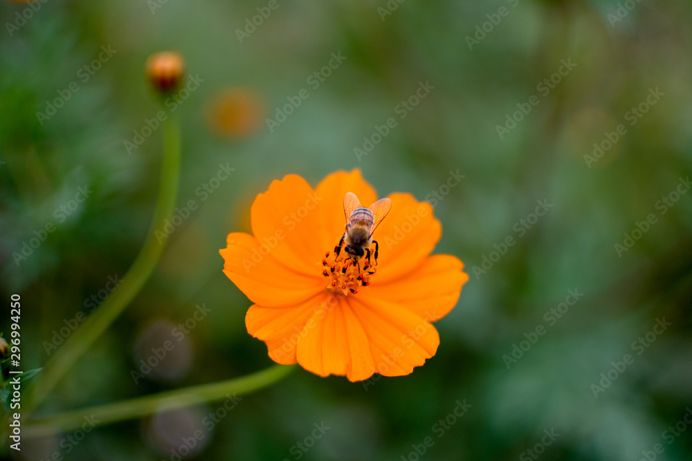 orange wild flower green blurred background orange wild flower green blurred background