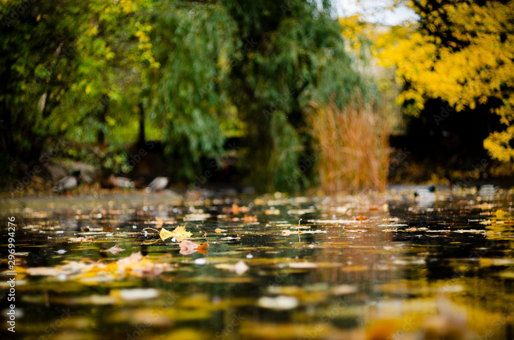 Fototapeta premium autumn lake