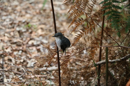 Small bird Melanodryas cucullata in Western Australia photo