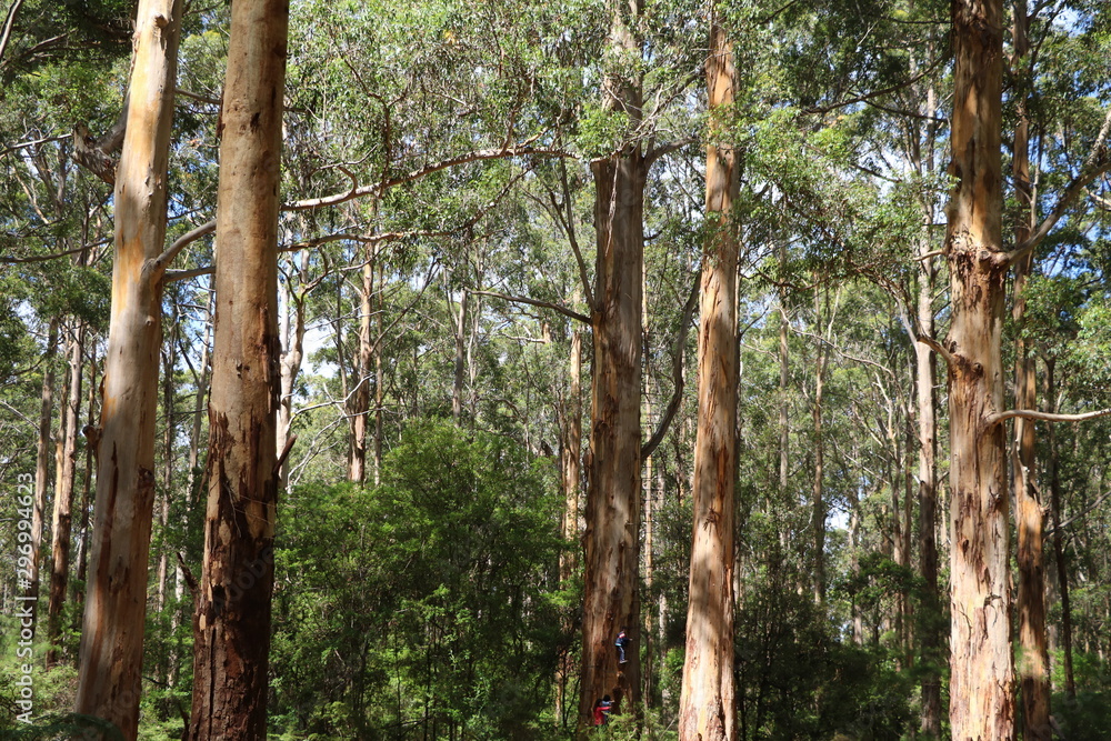 Fototapeta premium The Southern Forests with tall old giant eucalyptus trees, Western Australia