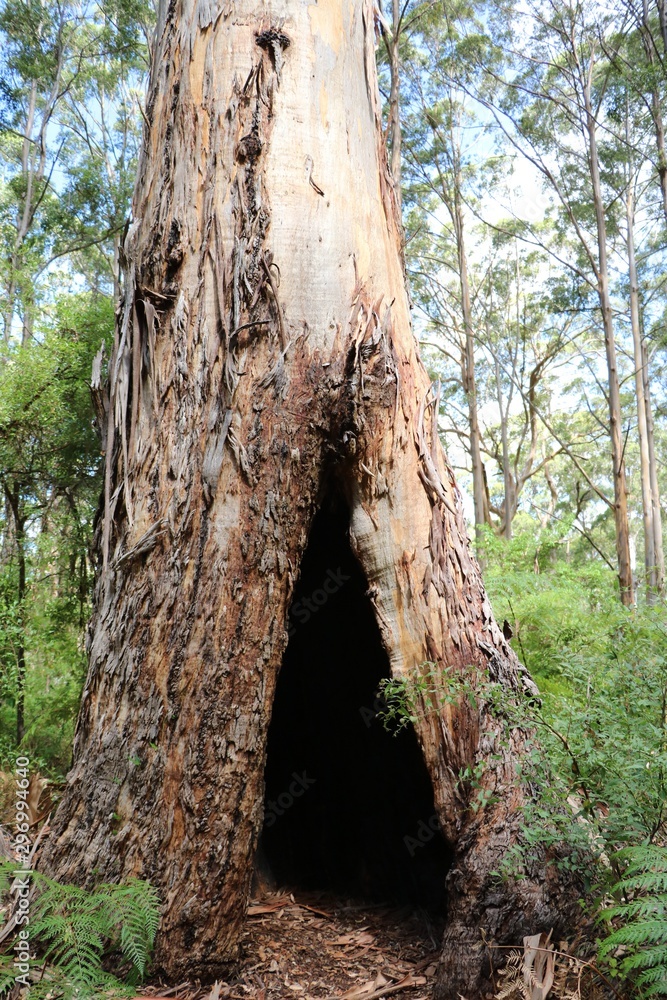 The Southern Forests with tall old giant eucalyptus trees, Western Australia