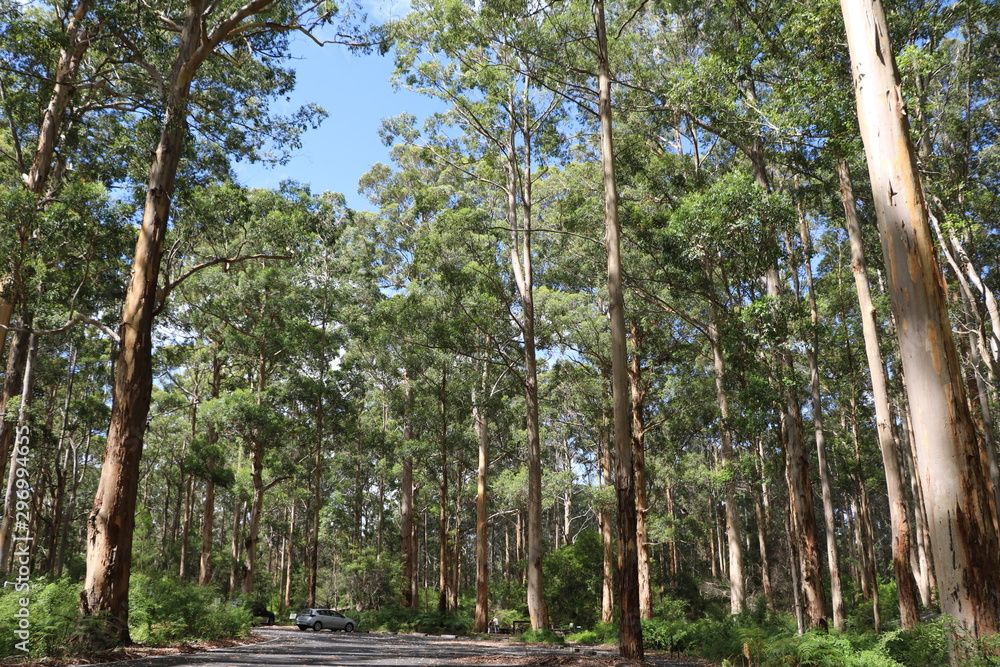 Tallest Trees In Western Australia Discount Outlet www.ugelhuancayo.gob.pe