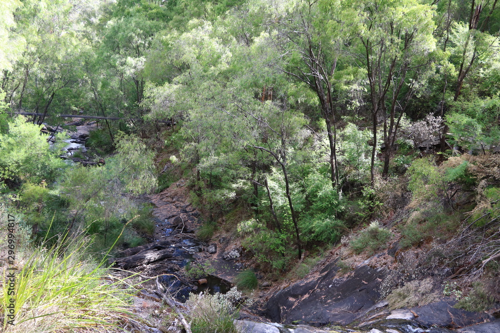 The Greater Beedelup Nationalpark, Pemberton Western Australia The Greater Beedelup Nationalpark, Pemberton Western Australia