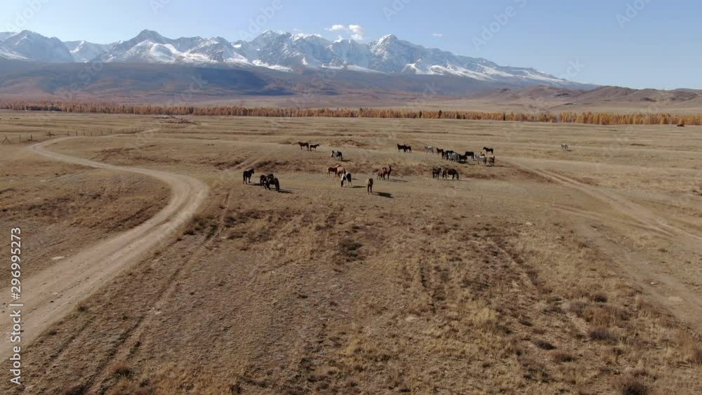 Flying over road in steppe. Herd of horses on the steppes in background snow-capped mountain. Aerial view. Nature, travel, holidays. Altai. Kurai Steppe. 4K Flying over road in steppe. Herd of horses on the steppes in background snow-capped mountain. Aerial view. Nature, travel, holidays. Altai. Kurai Steppe. 4K