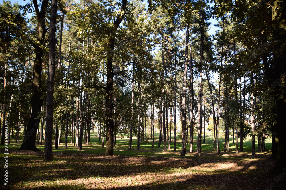 autumn in the park