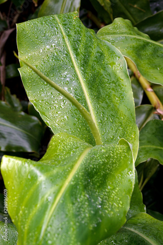 Drops of dew on the leaves of a ginger plant of the family Hedychium gardnerianum after rain on the island of San Miguel, Azores. The birth of a new life. photo