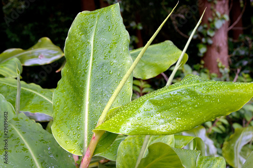 Drops of dew on the leaves of a ginger plant of the family Hedychium gardnerianum after rain on the island of San Miguel, Azores. The birth of a new life.
