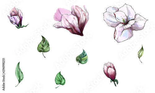 Watercolor magnolia flowers set for background, texture, wrapper pattern, frame or border, hand drawn, illustration