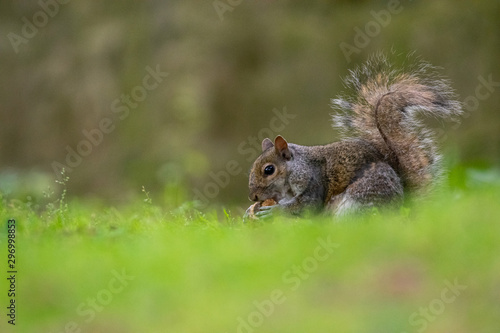 Tímida ardilla comiendo en un jardín 